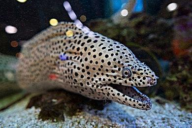 120款游戏和应用现已支持NVIDIA DLSS